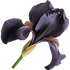 Black iris